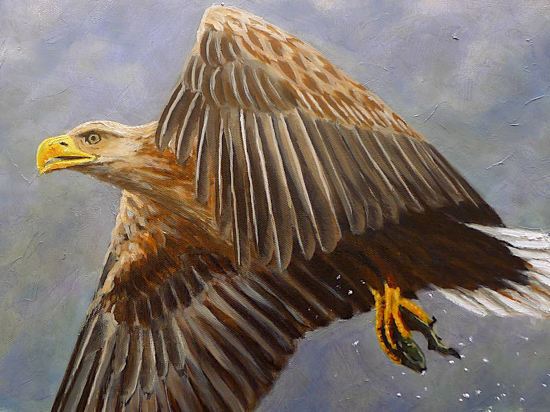 White Tailed Eagle painting
