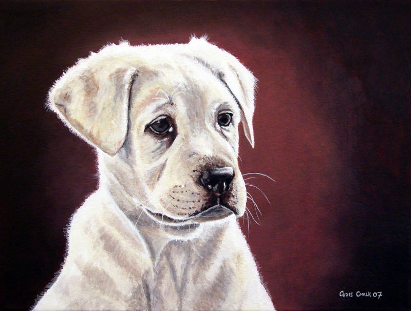 oil painting pet portrait of a Labrador puppy