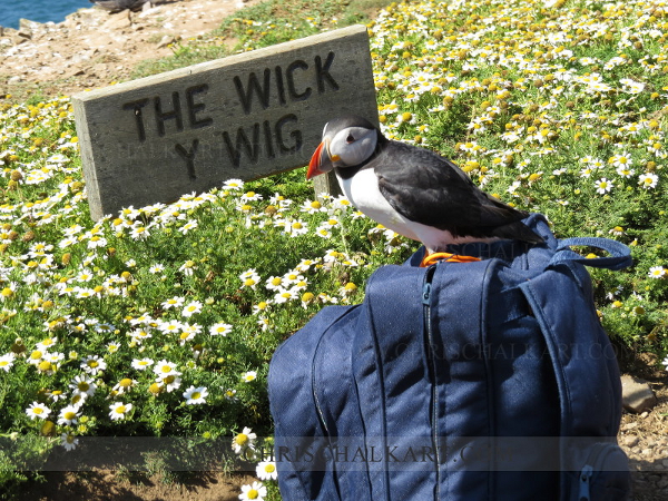 puffin sitting on bag at The Wick Skomer island