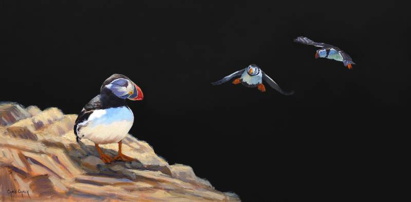 oil painting of three welsh puffins