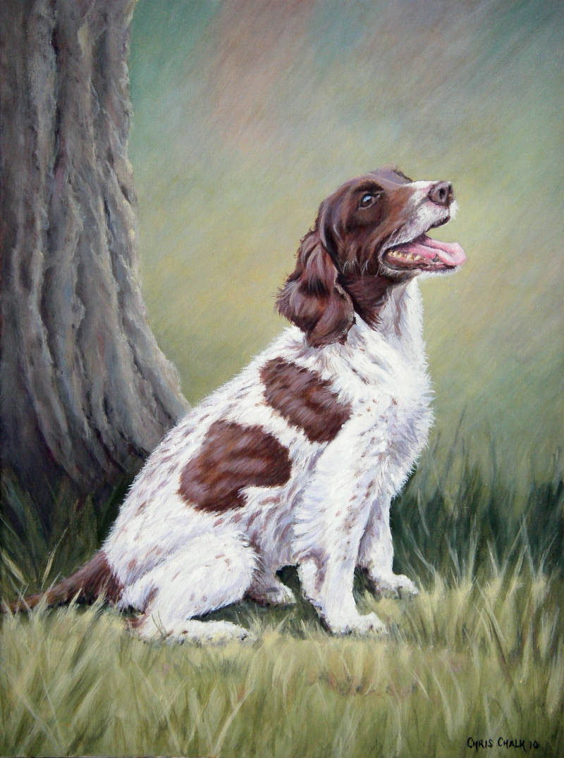 oil painting of a Spaniel dog pet portrait