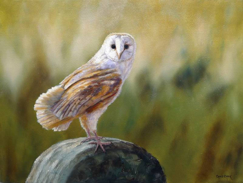 Barn Owl bird of prey painting