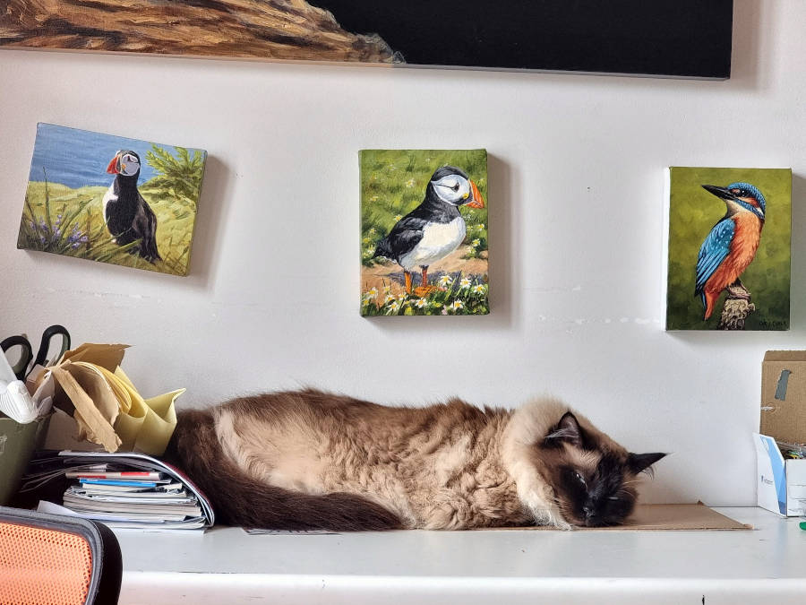 Ragdoll cat Merlin the art studio cat sleeping on a table top