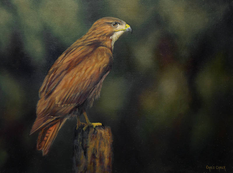 British Buzzard painting