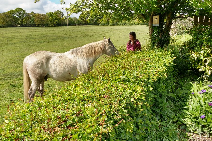 Grey horse in field on sunny day being fed by girl