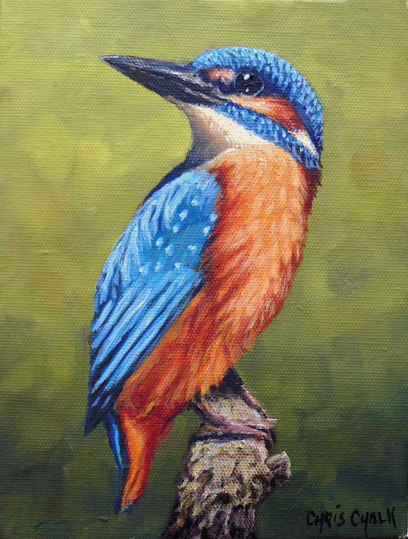 Kingfisher painting on box canvas painted with oil paints by Welsh artist Chris Chalk.