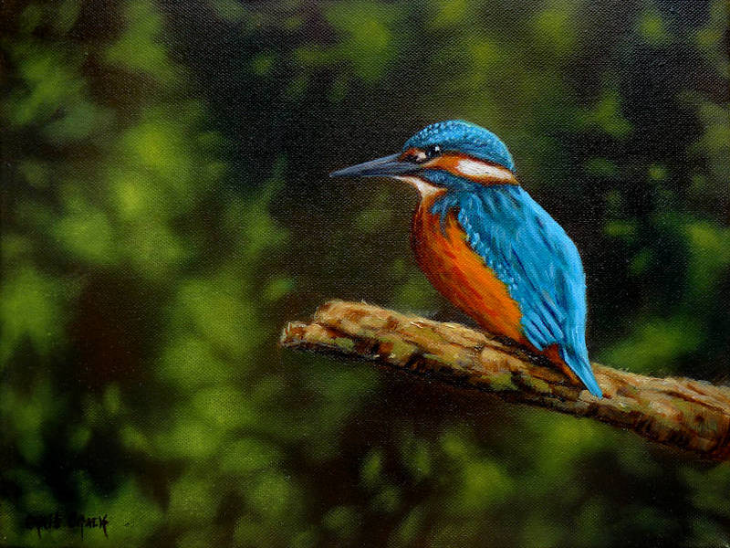 An fine art print of a Kingfisher sitting on a branch in dappled sunlight.