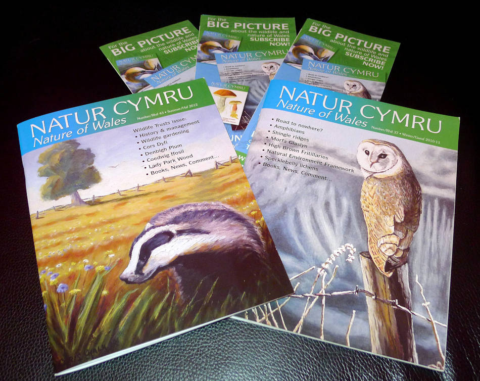 Natur Cymru magazine cover art by Chris Chalk