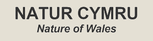 View Natur Cymru magazine artwork