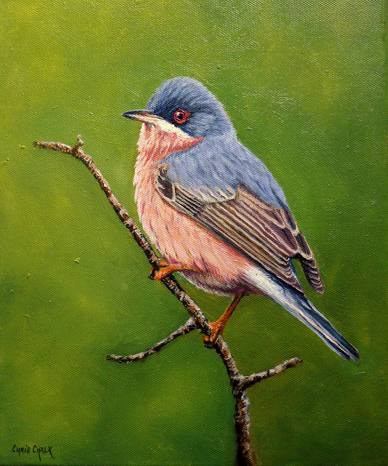 Moltoni's warbler painting, bird seen on Skokholm island in Wales in 2022. 