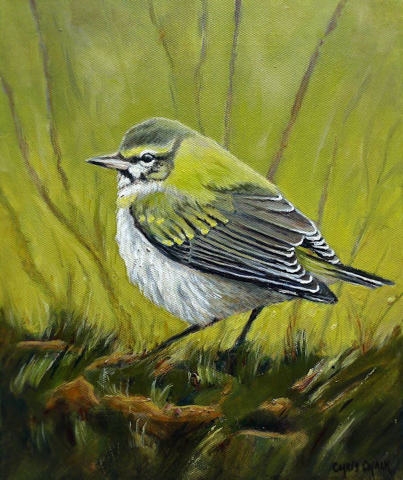 Tennessee warbler bird painting, this rare bird was seen on Skokholm island in Wales in 2022. 