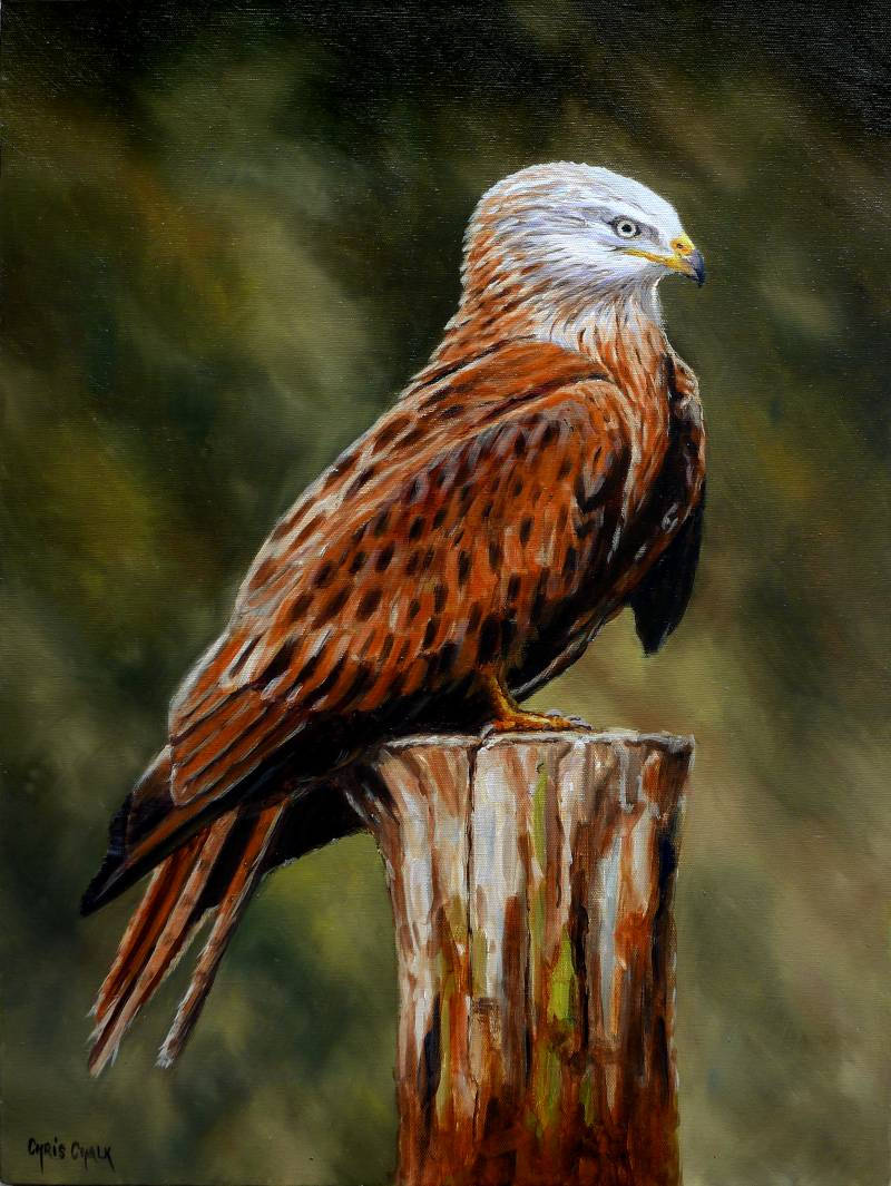 Red Kite painting