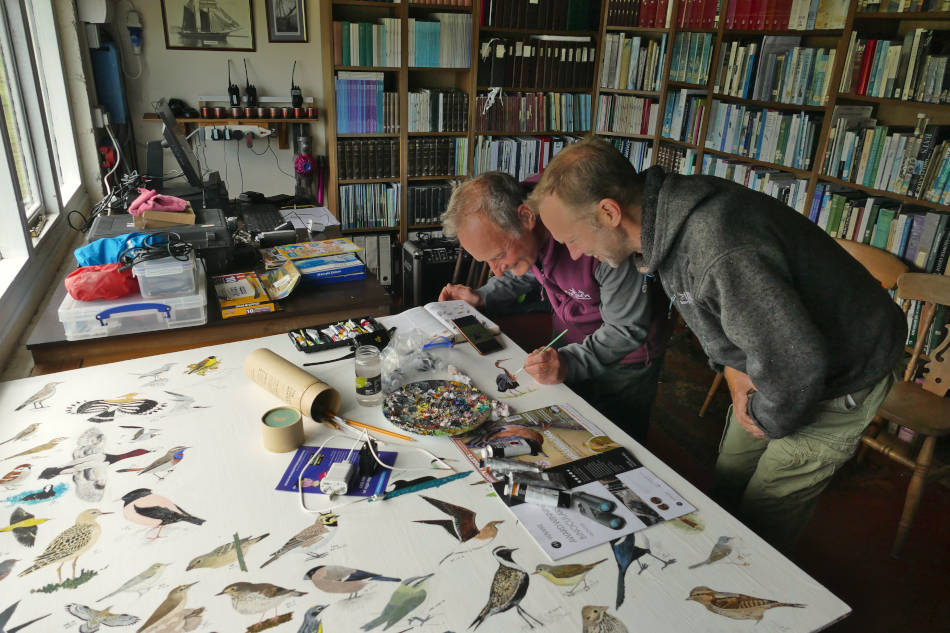 skokholm bird paintings Chris Chalk and Richard Dobbins bird observatory