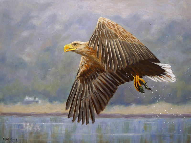 White tailed sea eagle painting