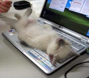 kitten asleep on a computer keyboard