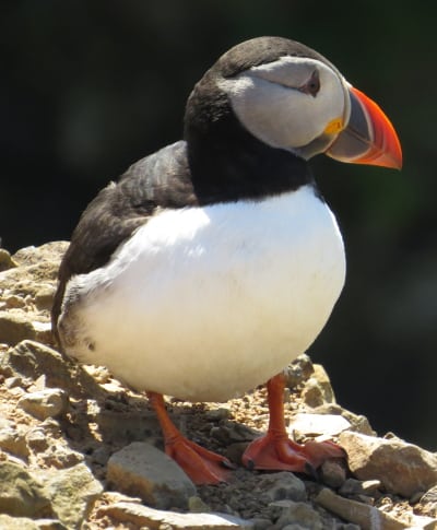 painting puffin stage