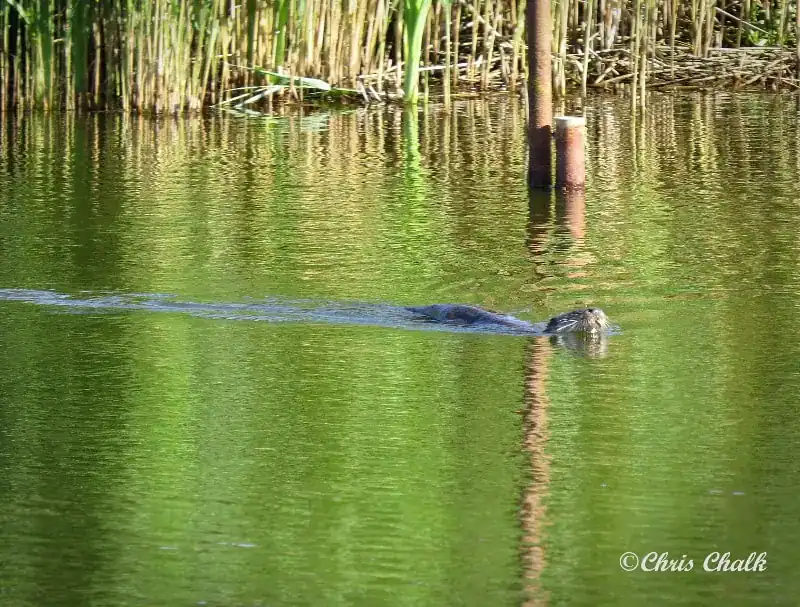 Otter Watching in Wales , UK