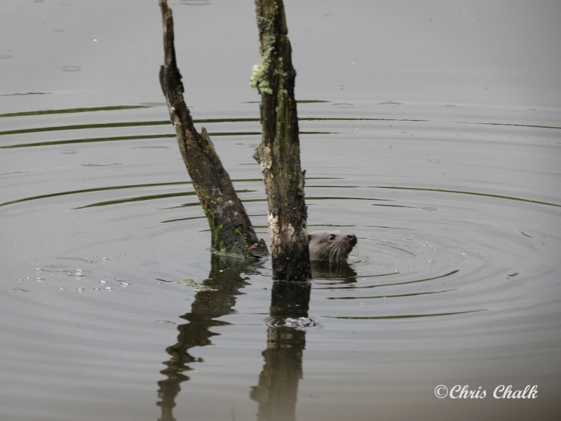 Otter at The Welsh Wildlife Centre