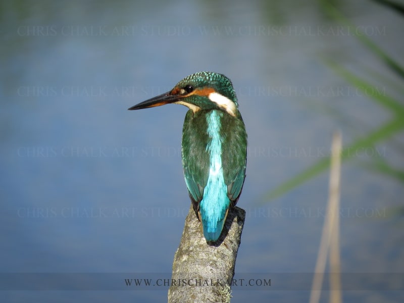 Kingfisher British