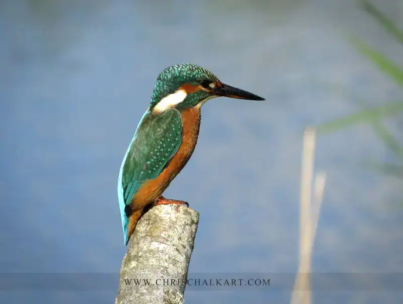 Kingfisher Photographs & Video