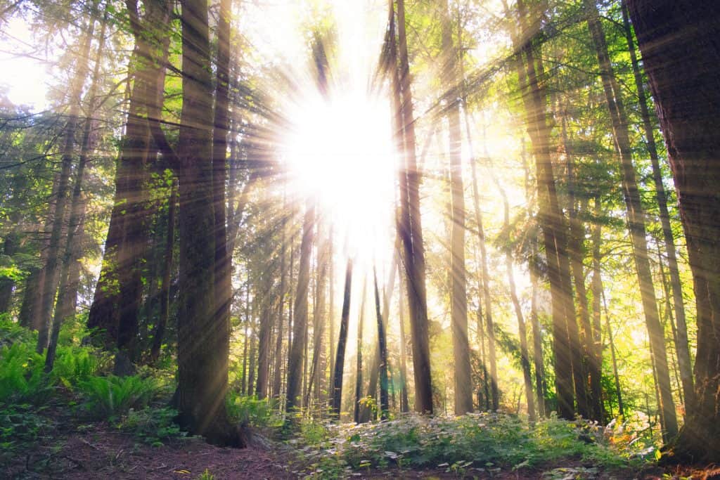 sunlight shining through trees