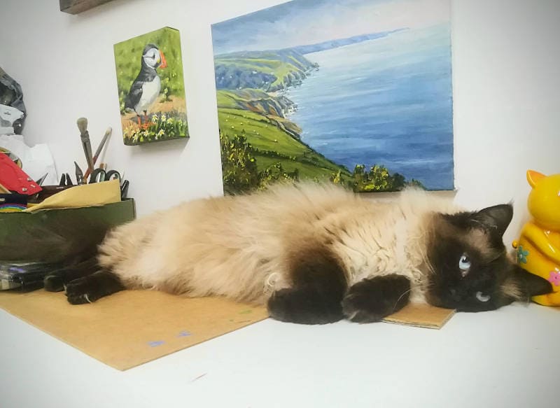 Fluffy Ragdoll cat lying on art studio desk with paintings in background.