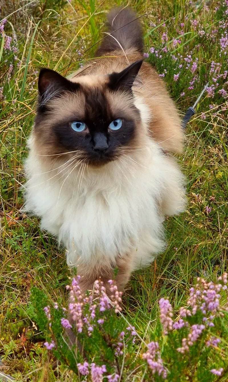 Vivid Ragdoll cat with piercing blue eyes standing amidst lush purple wildflowers and green grass in a natural outdoor setting.