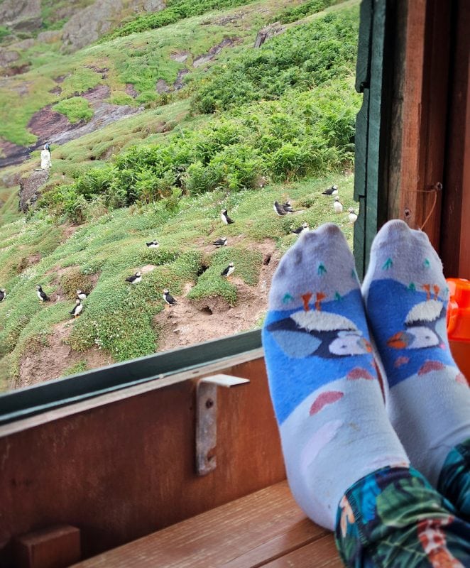 View of puffins on green hillside seen from a cozy indoor window with feet in colourful socks in the foreground.