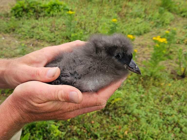 Puffling on Skokholm island