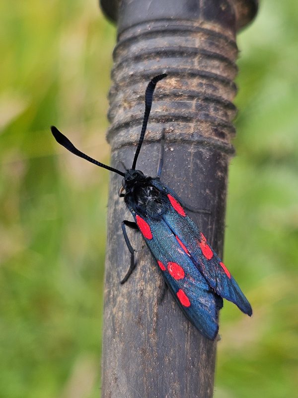 Close-up of a firefly with black body and red and blue wings, perched on a weathered wooden surface, with blurred green foliage in the background.